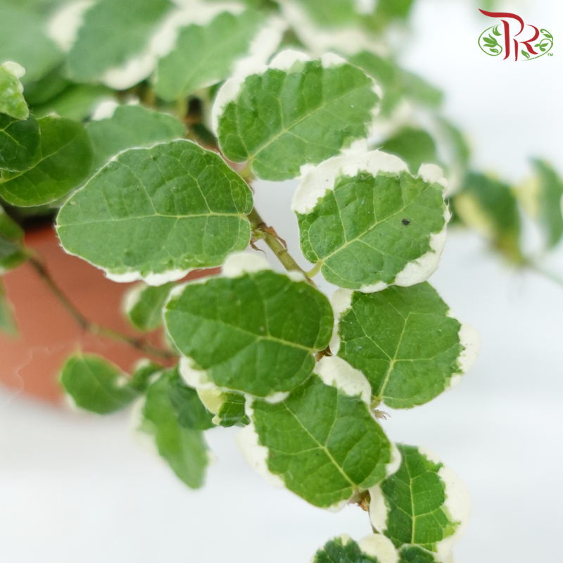 Ficus Pumila Variegated P80《花叶薜荔》