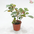 Ficus Deltoidea P110《小盼菩提》