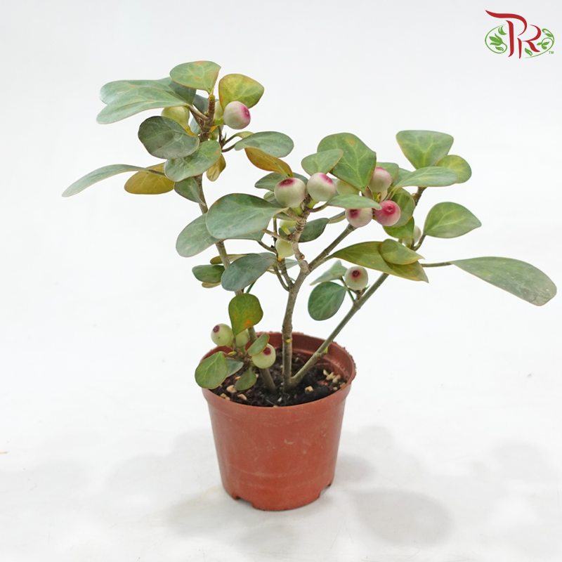 Ficus Deltoidea P110《小盼菩提》