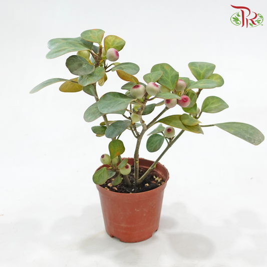 Ficus Deltoidea P90《小盼菩提》