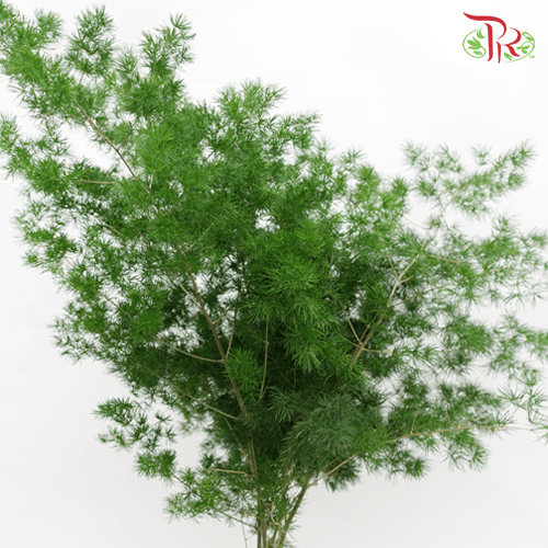 Fish Leaf - Per Bundle-Malaysia-prflorist.com.my