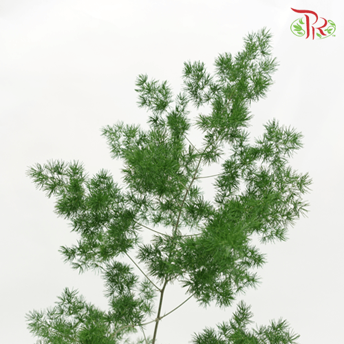 Fish Leaf - Per Bundle-Malaysia-prflorist.com.my