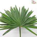Five Finger Leaf (10 Stems)-Rhapis-prflorist.com.my