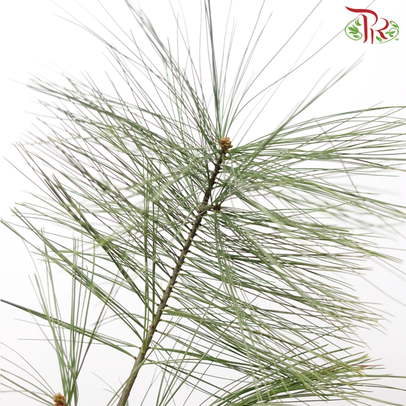 Five Leaved Pine (Per Bunch)-China-prflorist.com.my