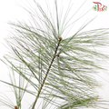 Five Leaved Pine (Per Bunch)-China-prflorist.com.my