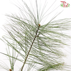 Five Leaved Pine (Per Bunch)-China-prflorist.com.my