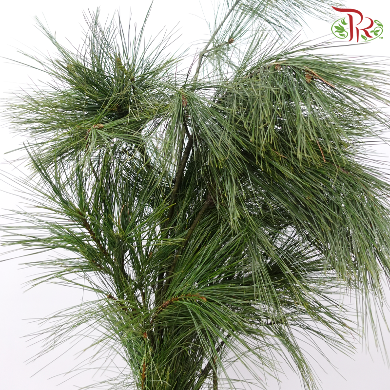 Five Leaved Pine (Per Bunch)-China-prflorist.com.my