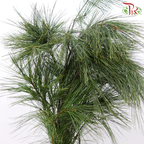 Five Leaved Pine (Per Bunch)-China-prflorist.com.my