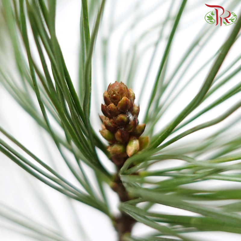Five Leaved Pine (Per Bunch)-China-prflorist.com.my