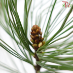 Five Leaved Pine (Per Bunch)-China-prflorist.com.my