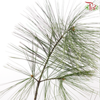 Five Leaved Pine (Per Bunch)-China-prflorist.com.my