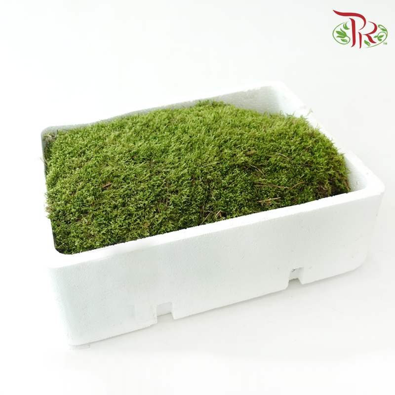 Flat Moss - Per Tray-Green-Netherland-prflorist.com.my