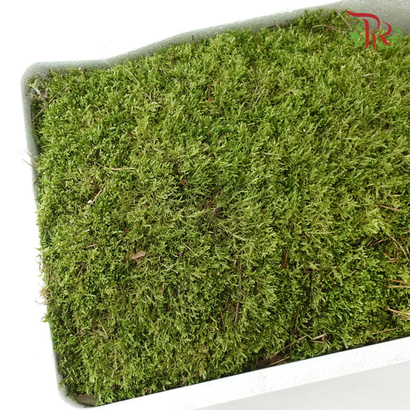 Flat Moss - Per Tray-Green-Netherland-prflorist.com.my