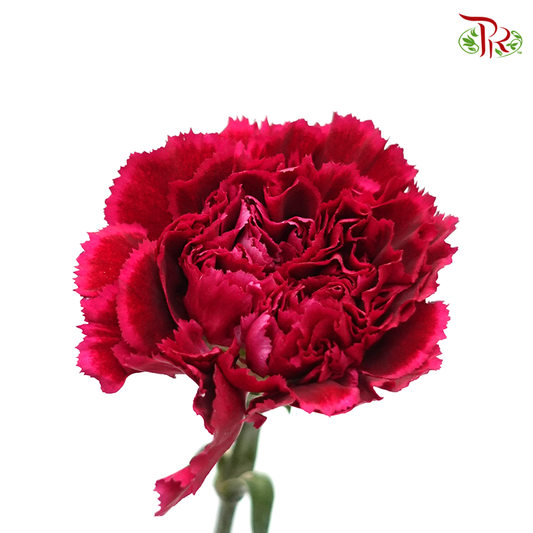 Carnation Special Colour - Forever (18-20 Stems) - Pudu Ria Florist