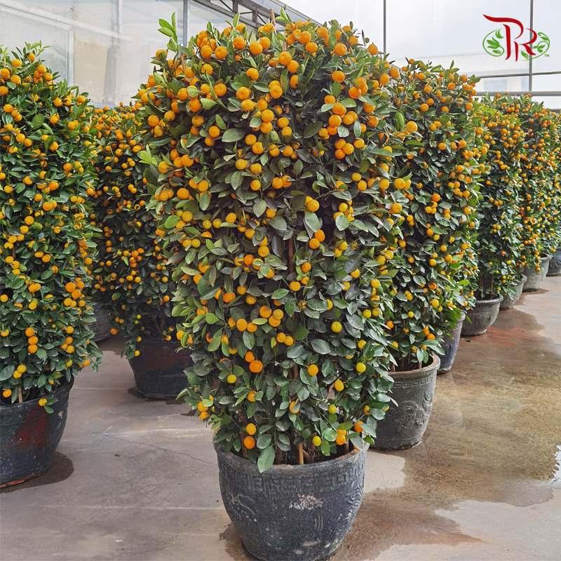 Four Season Lime Tree 四季桔子树