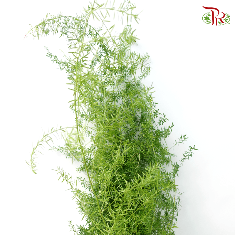 Fox Tail - (Per Bunch)-Malaysia-prflorist.com.my