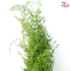 Fox Tail - (Per Bunch)-Malaysia-prflorist.com.my