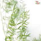 Fox Tail - (Per Bunch)-Malaysia-prflorist.com.my