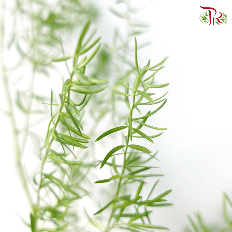 Fox Tail - (Per Bunch)-Malaysia-prflorist.com.my