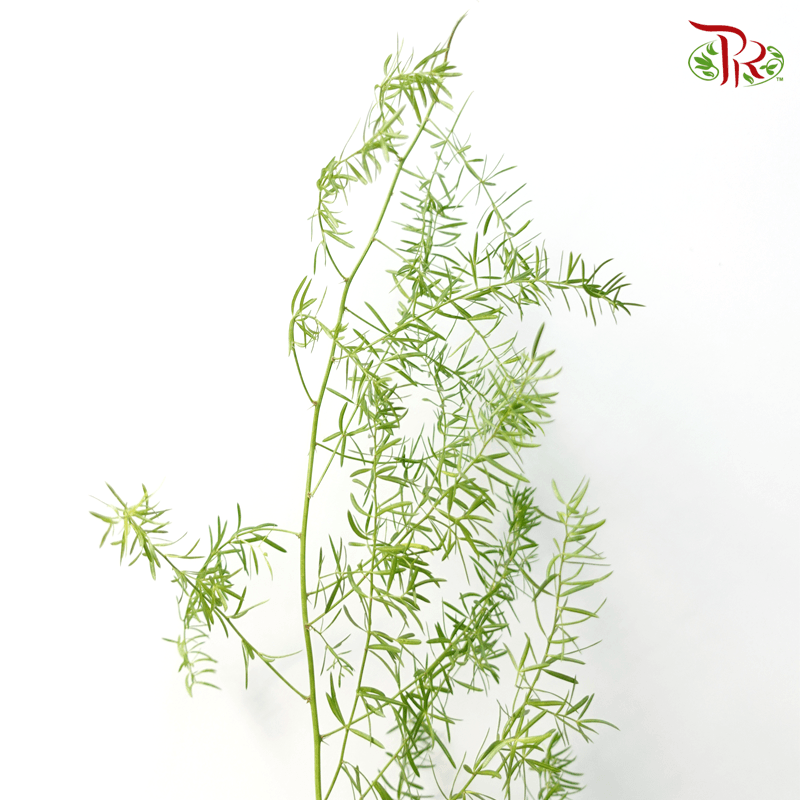 Fox Tail - (Per Bunch)-Malaysia-prflorist.com.my