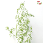 Fox Tail - (Per Bunch)-Malaysia-prflorist.com.my