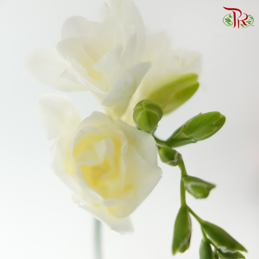 Freesia - White (10 Stems)