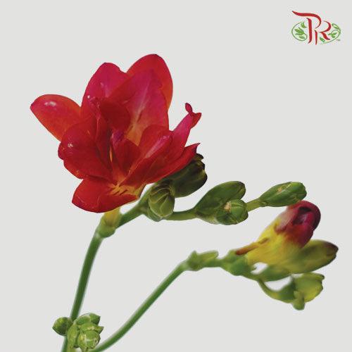 Freesia - Tone Red (5 Stems)-Red-Netherland-prflorist.com.my