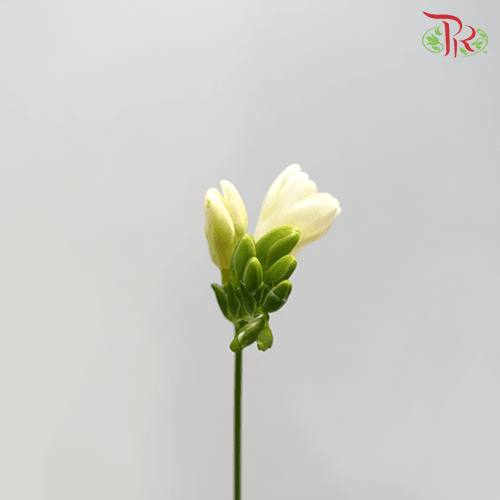 Freesia - White (10 Stems)-White-China-prflorist.com.my