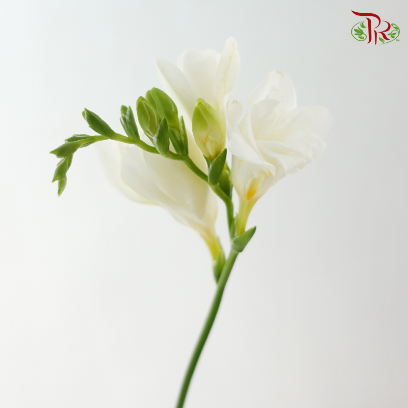 Freesia - White (5 Stems)-White-Netherland-prflorist.com.my