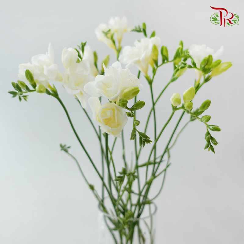 Freesia - White (5 Stems)-White-Netherland-prflorist.com.my