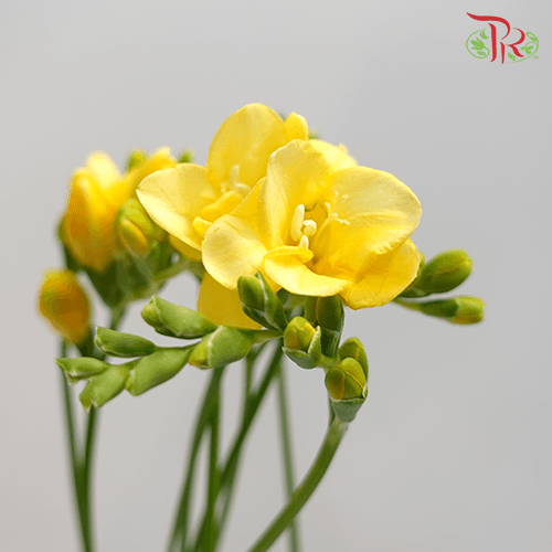 Freesia - Yellow (10 Stems)-Yellow-Netherland-prflorist.com.my