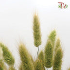 Fresh Bunny Tail - (Per Bunch)-China-prflorist.com.my
