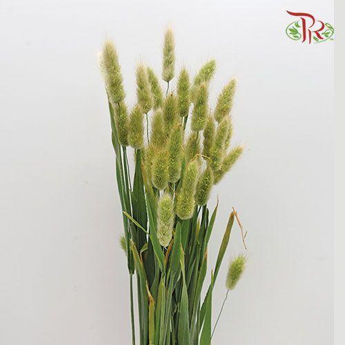 Fresh Bunny Tail - (Per Bunch)-China-prflorist.com.my