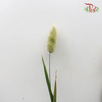 Fresh Bunny Tail - (Per Bunch)-China-prflorist.com.my