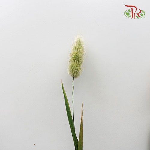 Fresh Bunny Tail - (Per Bunch)-China-prflorist.com.my