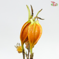 Fruit Of Gardenia - (Per Bunch)-China-prflorist.com.my