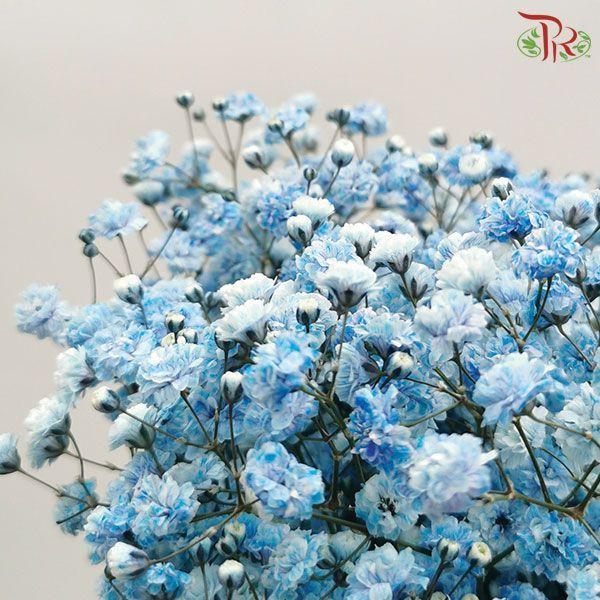 F'Sani Baby's Breath Dyed - Blue (10 Stems)-Blue-Ecd-prflorist.com.my