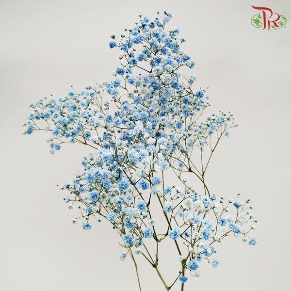 F'Sani Baby's Breath Dyed - Blue (10 Stems)-Blue-Ecd-prflorist.com.my