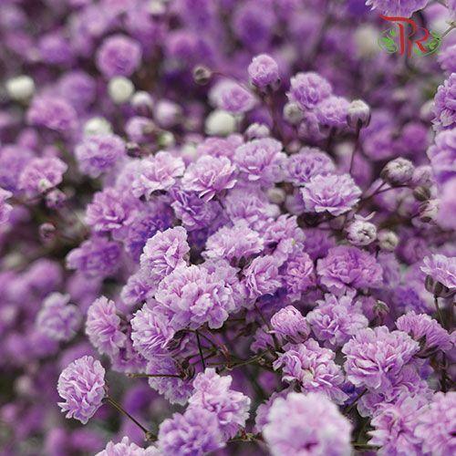 F'Sani Baby's Breath Dyed - Purple (10 Stems)-Purple-Ecd-prflorist.com.my