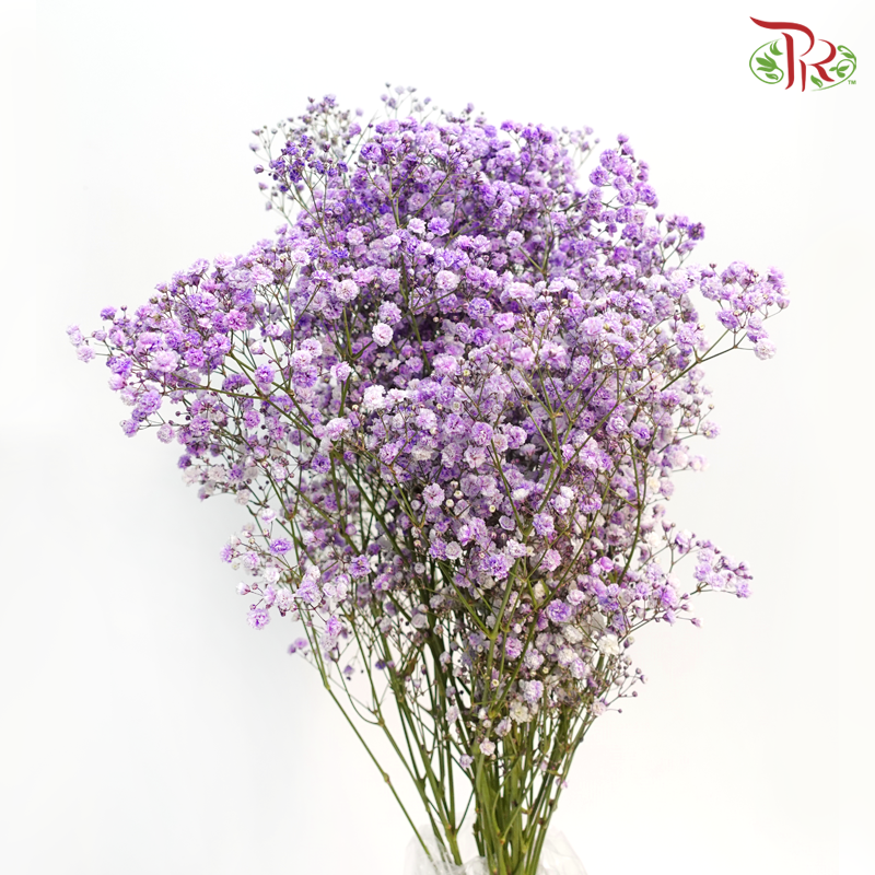 F'Sani Baby's Breath Dyed - Purple (10 Stems)-Purple-Ecd-prflorist.com.my