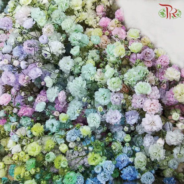 F'Sani Baby's Breath Dyed - Rainbow (10 Stems)-Rainbow-Ecd-prflorist.com.my