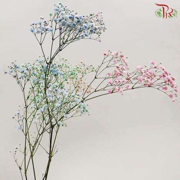 F'Sani Baby's Breath Dyed - Rainbow (10 Stems)-Rainbow-Ecd-prflorist.com.my