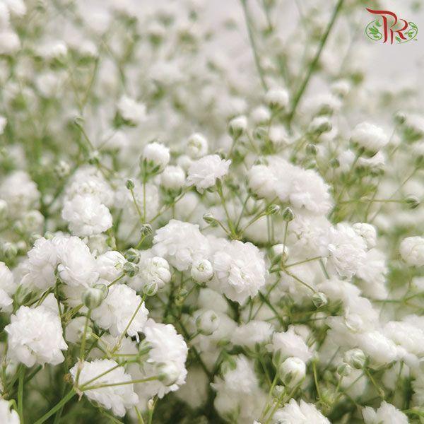 F'Sani Baby's Breath Gypsophila - White (10 Stems)-White-Ecd-prflorist.com.my