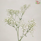 F'Sani Baby's Breath Gypsophila - White (23-25 Stems)-White-Ecd-prflorist.com.my