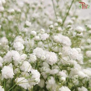 F'Sani Baby's Breath Gypsophila - White (5 Stems)-White-Ecd-prflorist.com.my