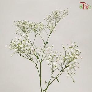 F'Sani Baby's Breath Gypsophila - White (5 Stems)-White-Ecd-prflorist.com.my