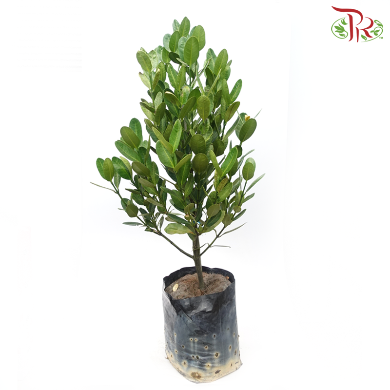 Fukugi Tree (Garcinia S)-4'OH《菲鸟福木》-Pudu Ria Florist-prflorist.com.my