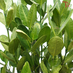 Fukugi Tree (Garcinia S)-5'OH《菲鸟福木》
