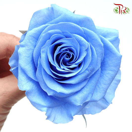 Full Bloom Rose M Preservative - Blue ( 0521-2-651 )-Blue-Japan-prflorist.com.my