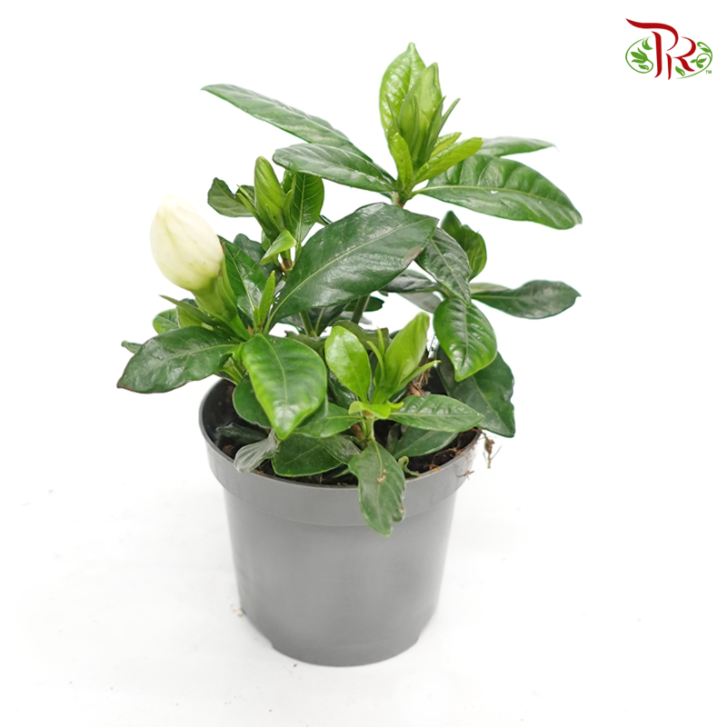 Gardenia 《梔子花》-Pudu Ria Florist-prflorist.com.my